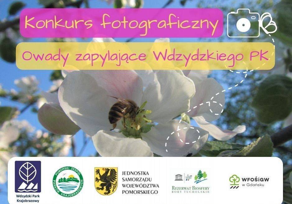 Grafika 1: Konkurs fotograficzny "Owady zapylające Wdzydzkiego Parku Krajobrazowego"