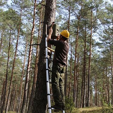 Grafika Nowe schrony dla nietoperzy i budki dla ptaków