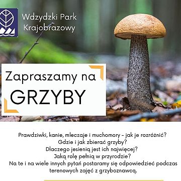 Grafika Zapraszamy na grzyby