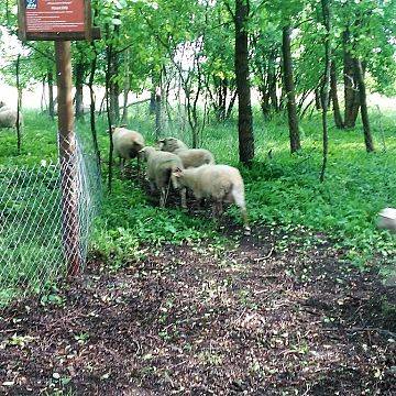 Owce i kozy wracają do czynnej ochrony na wyspie Sidły we Wdzydzkim Parku Krajobrazowym. Grafika Owce i kozy wracają do czynnej ochrony na wyspie Sidły we Wdzydzkim Parku Krajobrazowym.