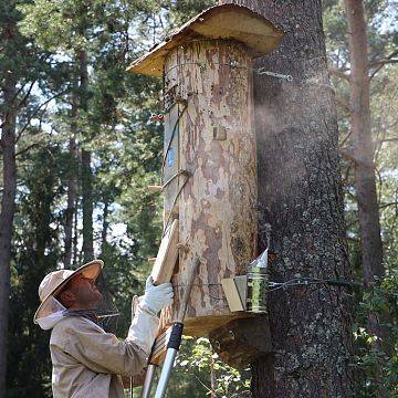 Letni przegląd kłód bartnych we Wdzydzkim Parku Krajobrazowym Grafika Letni przegląd kłód bartnych we Wdzydzkim Parku Krajobrazowym