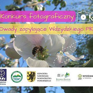 Konkurs fotograficzny "Owady zapylające Wdzydzkiego Parku Krajobrazowego" grafika