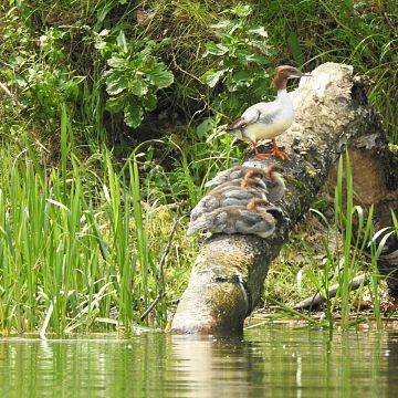Ptaki Kompleksu Jezior Wdzydzkich Grafika Ptaki Kompleksu Jezior Wdzydzkich