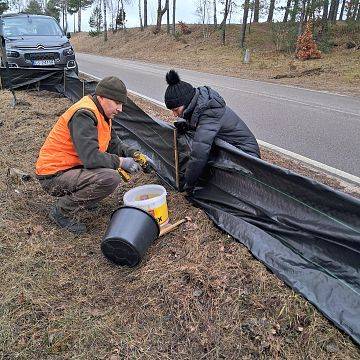 Akcja „Płazy” rozpoczęta - edycja 2026 Grafika Akcja „Płazy” rozpoczęta - edycja 2026