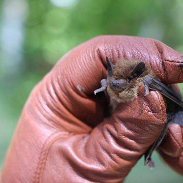 Grafika Nietoperze 2016