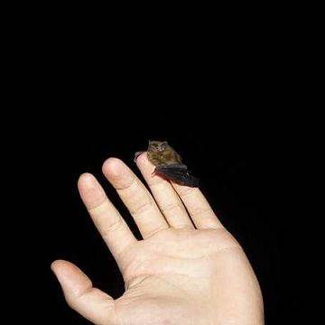 Pierwsze stwierdzenie karlika drobnego Pipistrellus pygmaeus na terenie Wdzydzkiego Parku Krajobrazowego. grafika