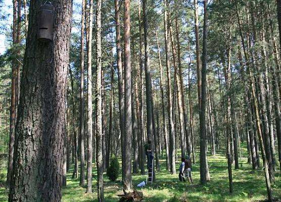 Czynna ochrona nietoperzy we Wdzydzkim Parku Krajobrazowym grafika
