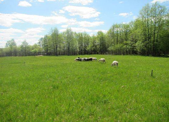 Grafika 4: Owce we Wdzydzkim Parku Krajobrazowym