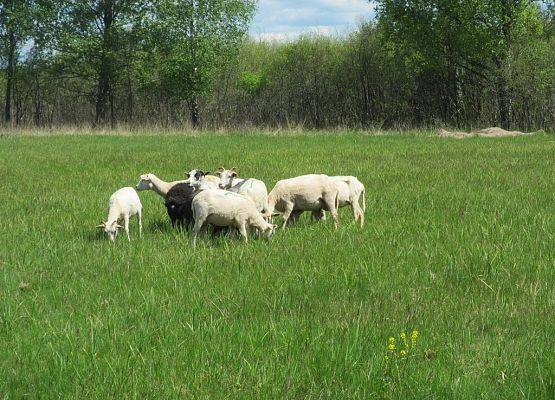 Grafika 3: Owce we Wdzydzkim Parku Krajobrazowym