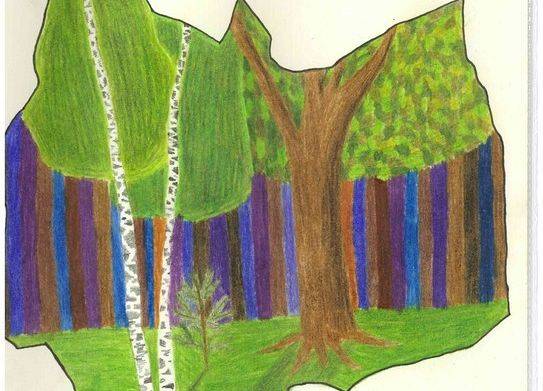 Grafika 14: Wyniki konkursu „Drzewa w krajobrazie Wdzydzkiego Parku Krajobrazowego”