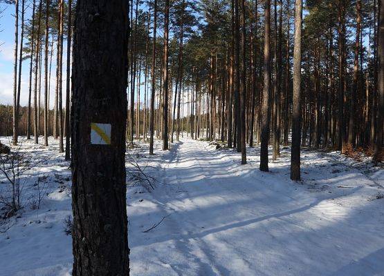 Grafika 7: Zimowy spacer we Wdzydzkim Parku Krajobrazowym