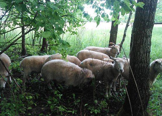 Grafika 2: Owce i kozy wracają do czynnej ochrony na wyspie Sidły we Wdzydzkim Parku Krajobrazowym.