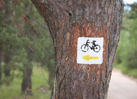 Oznakowanie szlaku na drzewie