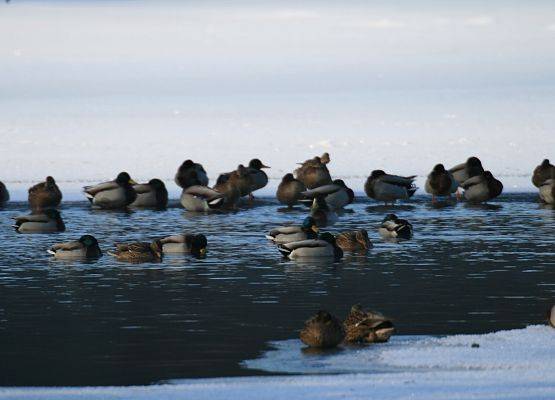Grupa kaczek na częsciowo zamarzniętym jeziorze fot.G.Sadowska grafika