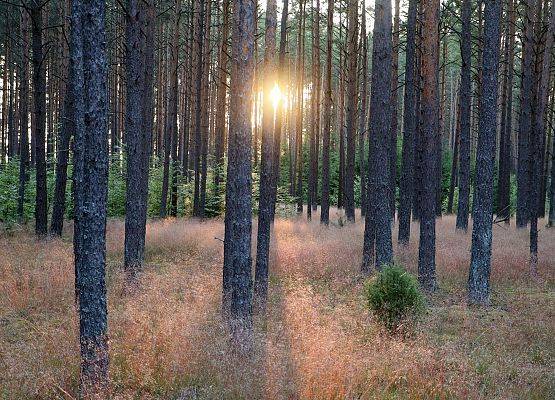 krajobraz leśny, zachód słońca, fot. M.Orlikowski