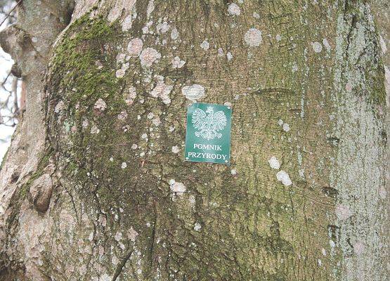 Zamontowana tabliczka na drzewie. Fot. Marek Orlikowski
