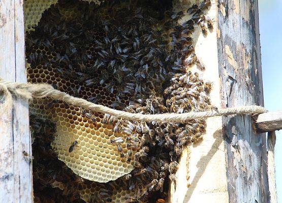 Pszczoły obsiadają plastry