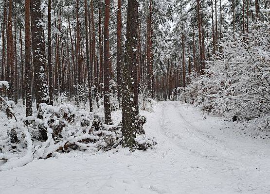 Zdjęcie zimowego lasu, fot M. Greinke