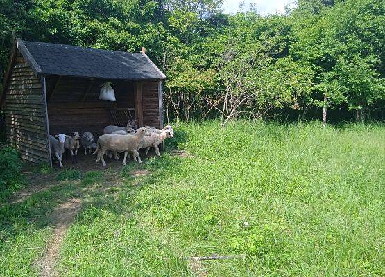 Widok na łakę i owce znajdujące się pod zadaszeniem, fot. K.Libera