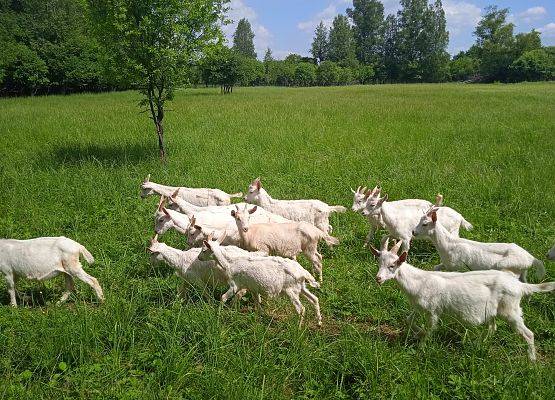 Kozy pasące się na zielonej łączce, fot. K.Libera