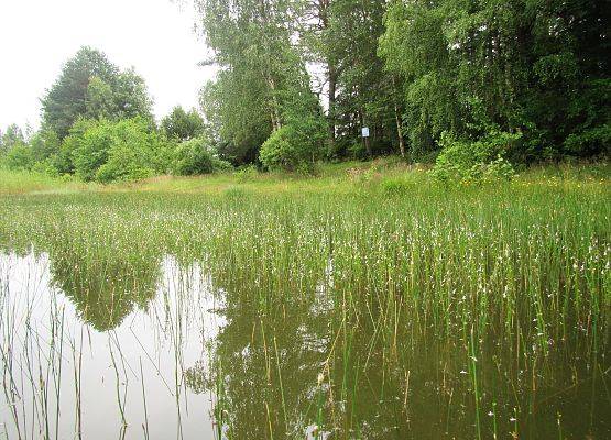 Widok na jezioro Drzędno i rosnąla lobelię przy brzegu, fot. m. Orlikowski