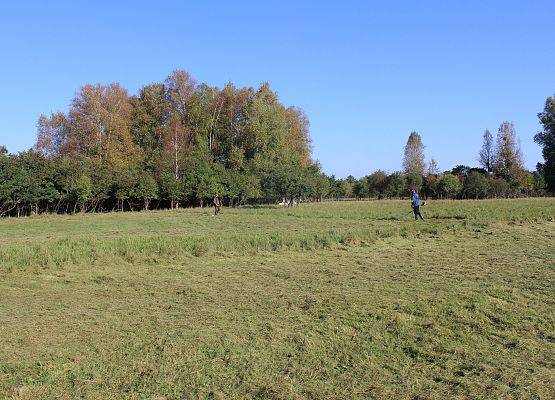 Grafika Poprawa i przywrócenie właściwego stanu ochrony gatunków chronionych poprzez wypas i koszenie półnaturalnych siedlisk łąkowych na wyspie Sidły.