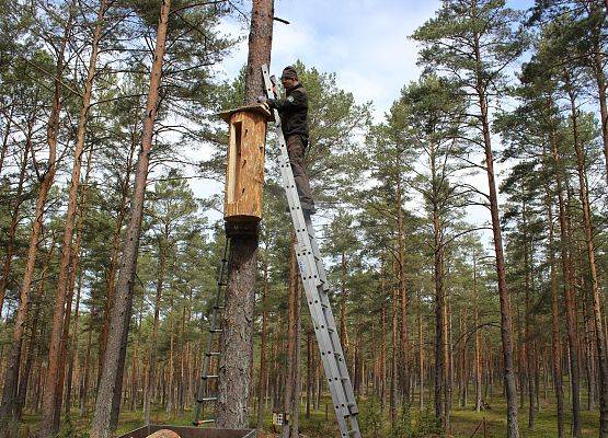 Posadowienie kłody na wcześniej przygotowanej półce i stabilizacja linkami.
