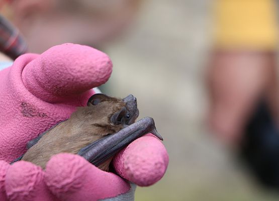 Mały nietoperz trzymany delikatnie w różowych rękawiczkach.