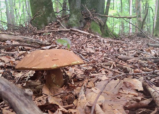 Duży grzyb rośnie na ściółce w gęstym lesie. Fot. G.Sadowska
