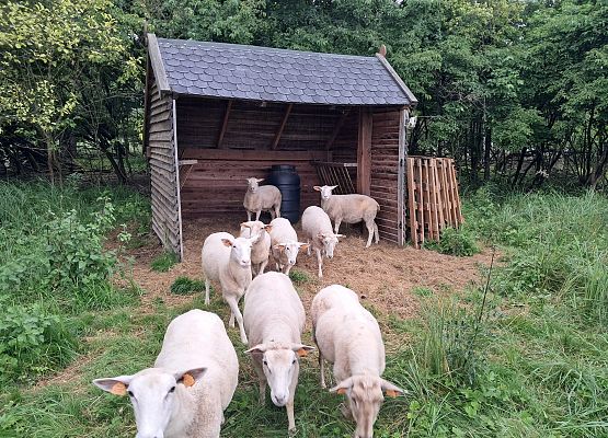 Owce wychodzące z wiaty pełniącego funkcję schronienia w czasie nocy i złych warunków pogodowych.