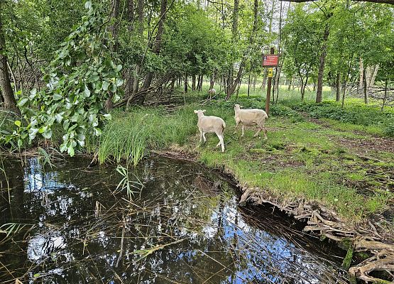 Owce odchodzące od wodopoju.