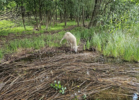 Owca przy brzegu jeziora pijaca wodę.