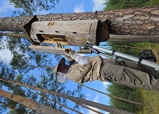 Kłoda bartna położona w kępie starodrzewia, wypełniona platrami pszczelimi.