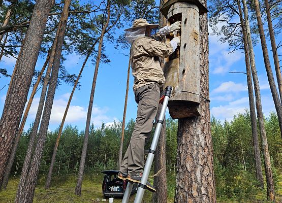 Paski nasączone kwasem szczwiowym umieszczane pomiedzy plastry pszczele.