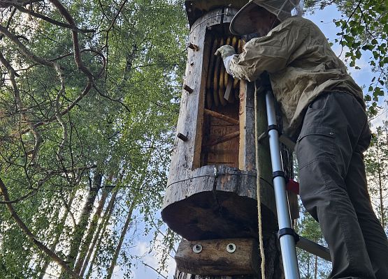 Plastry pszczele we wnetrzu kłody bartnej