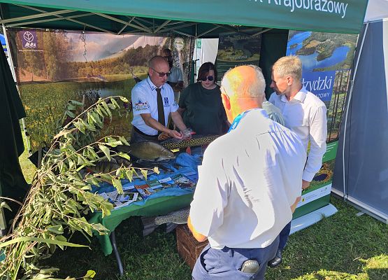Modele ryb wystepujących na terenie Wdzydzkiego Parku Krajobrazowego.