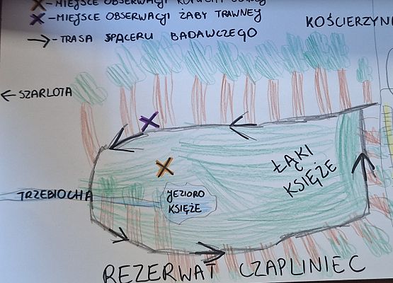 Rysunek przedstawiający jezioro z zaznaczoną trasą spaceru badawczego i miejscem opserwacji płazów.