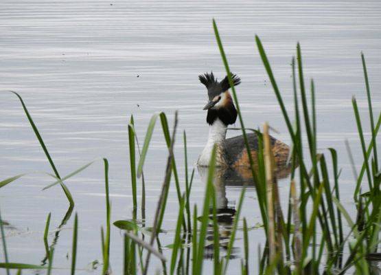Płynący perkoz dwuczuby. na pierwszym planie roślinność wodna.