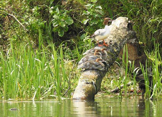 Samica nurogęsi z 4 młodymi, siedząca na konarze zwalonego drzewa wystającego ponad poziom wody.