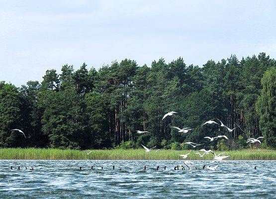 Pływające stado kormoranów, a nad nimi latające mewy.