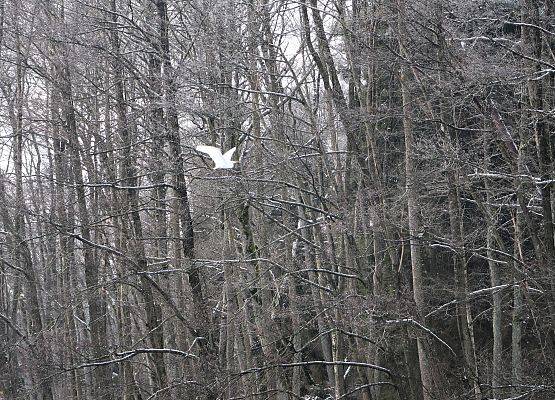Przelatujące na tle zimowego lasu czapla biała.