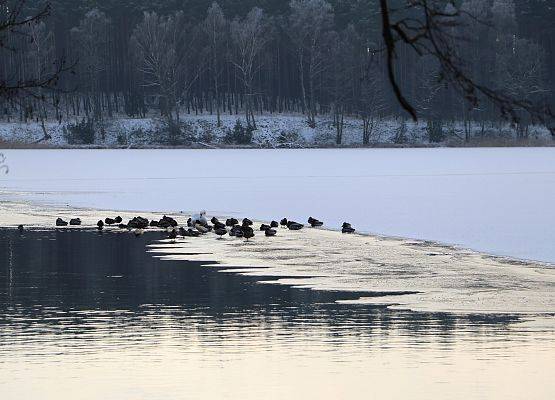 Siedzące na skraju kry i otwartej toni wodnej ptaki wodne.