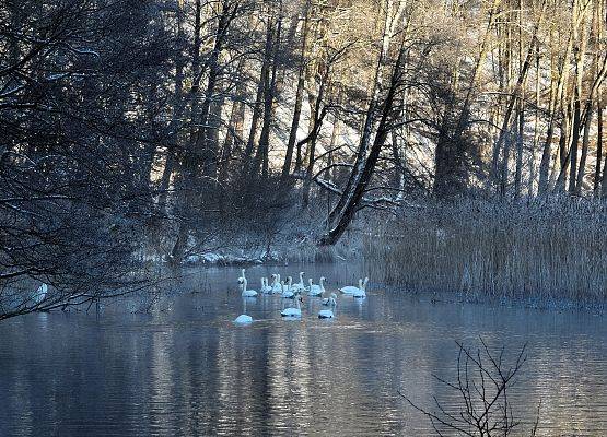 Pływające po rzece łabędzie nieme w liczbie około 16 szt.