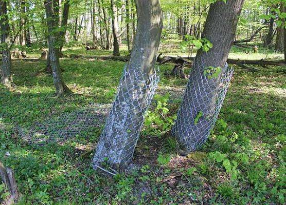 Ochrona drzew przed działalnością bobrów. grafika