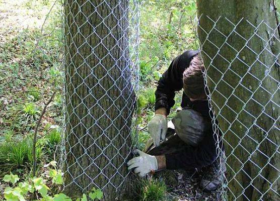 Ochrona drzew przed działalnością bobrów. grafika
