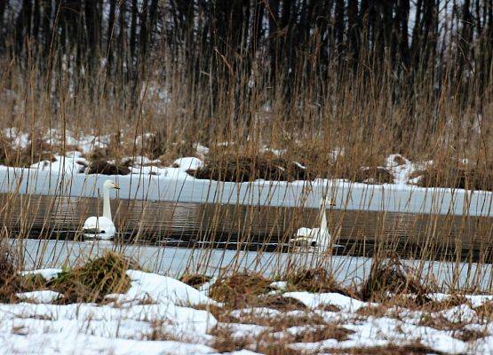 Grafika 2: Monitoring zimujących ptaków wodnych na obszarze Wdzydzkiego Parku Krajobrazowego