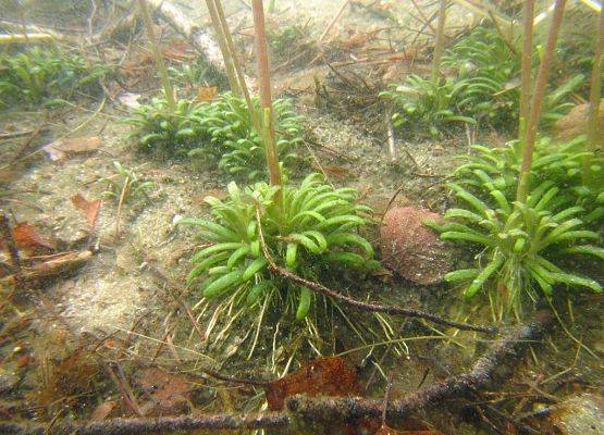 Podwodne liście lobelii jeziornej zebrane w przyziemne rozetki