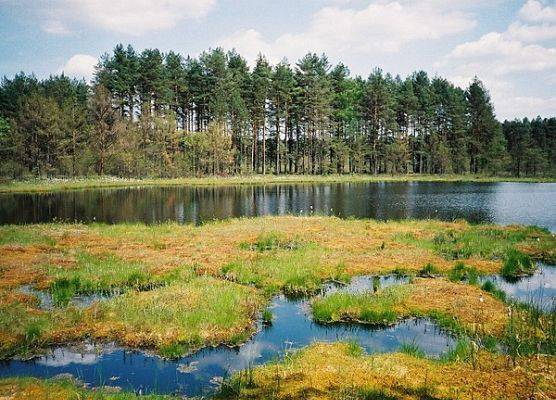 Planowany rezerwat przyrody 'Motowęże'