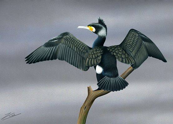 Rysunek kormorana na gałęzi. Projekt MERGUS Dawid Kilon