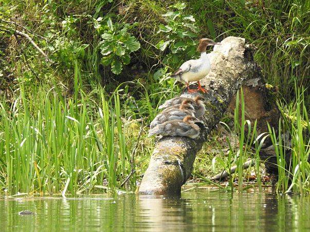 Grafika Ptaki Kompleksu Jezior Wdzydzkich